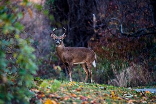 deer in woods