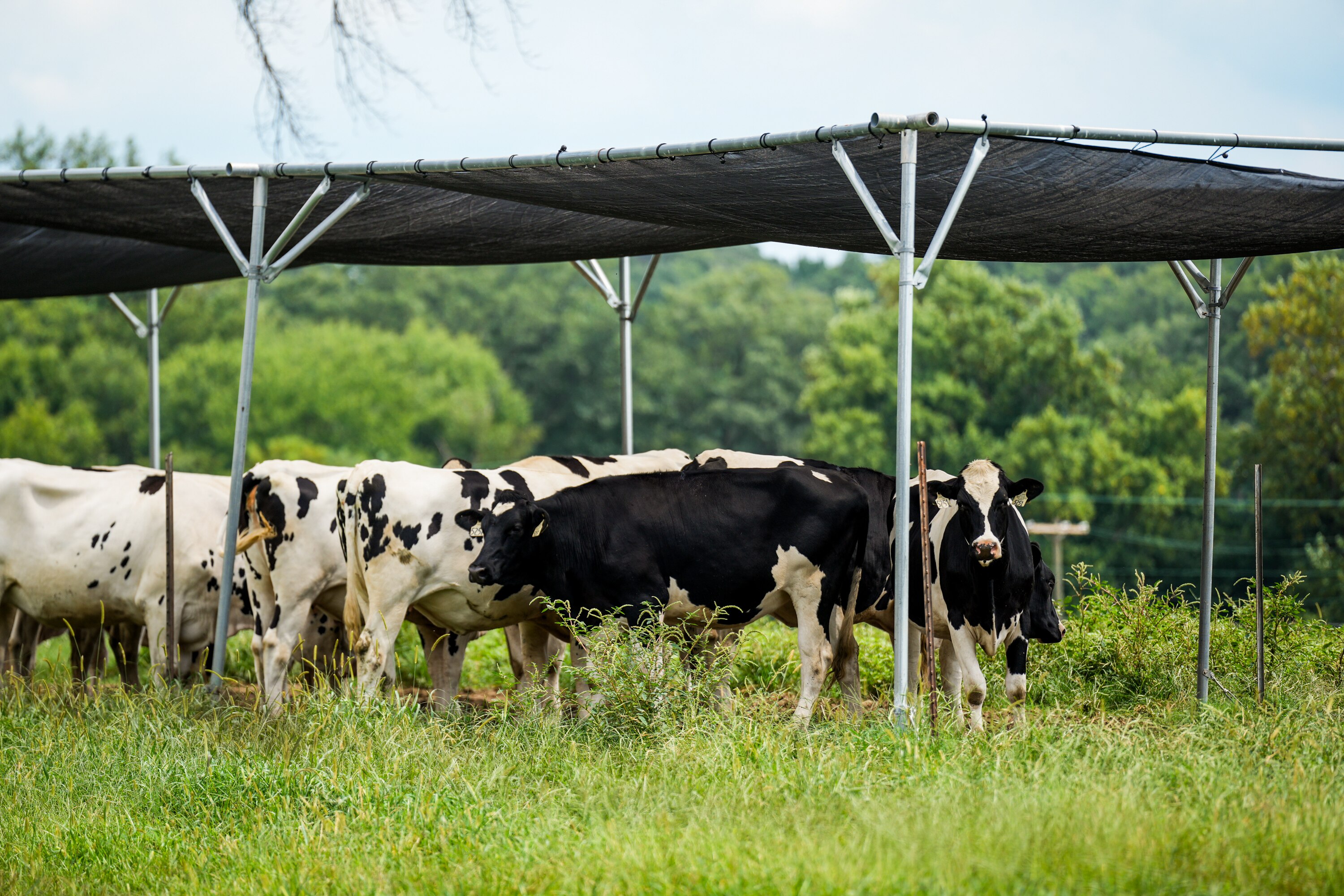Among the many things they focus on, the Beltsville lab has done notable, groundbreaking research on pathogens in livestock.