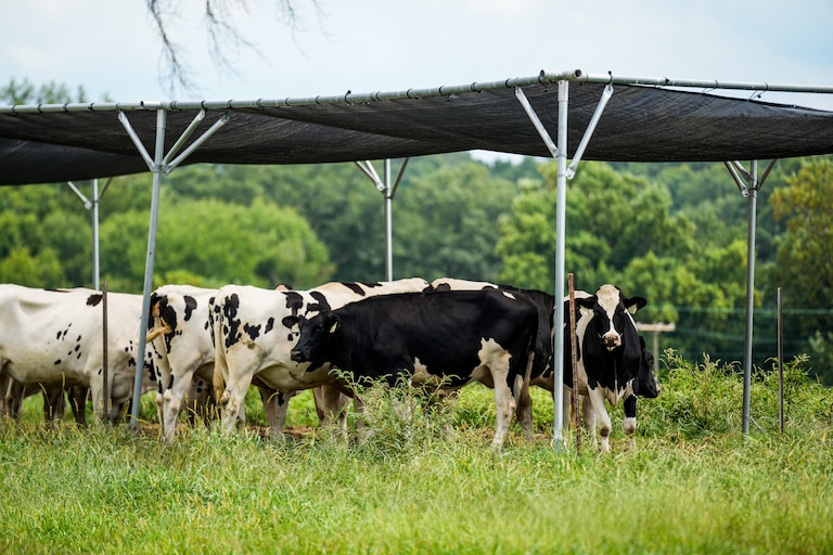 Among the many things they focus on, the Beltsville lab has done notable, groundbreaking research on pathogens in livestock.