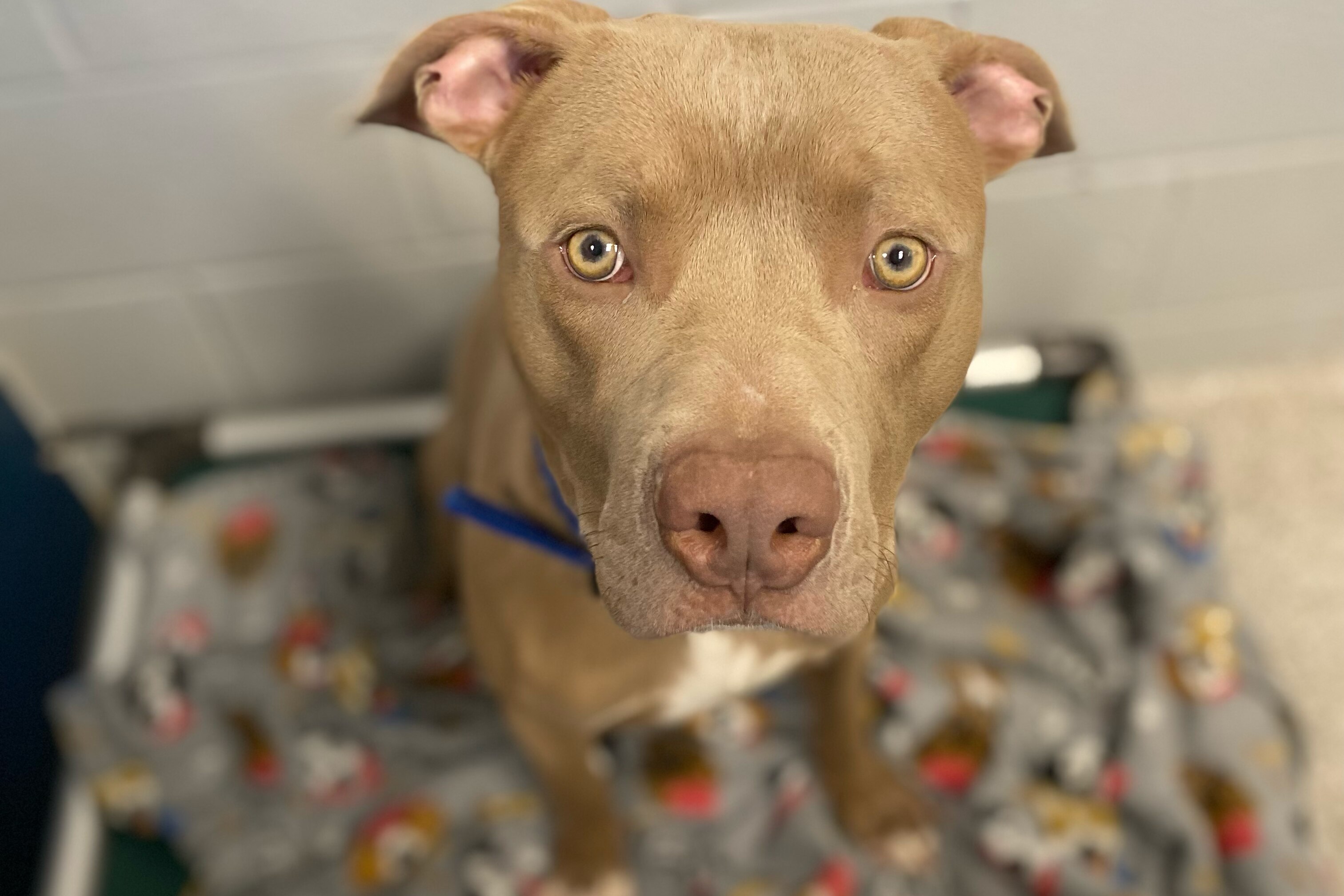 A dog up for adoption at BARCS.