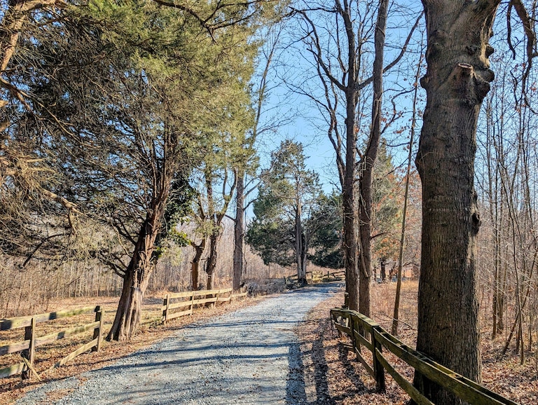 Cedars and rail fences line some of the gravel roads through Holly Beach Farm, a remnant of its days as a summer estate for a wealthy family from New Orleans.