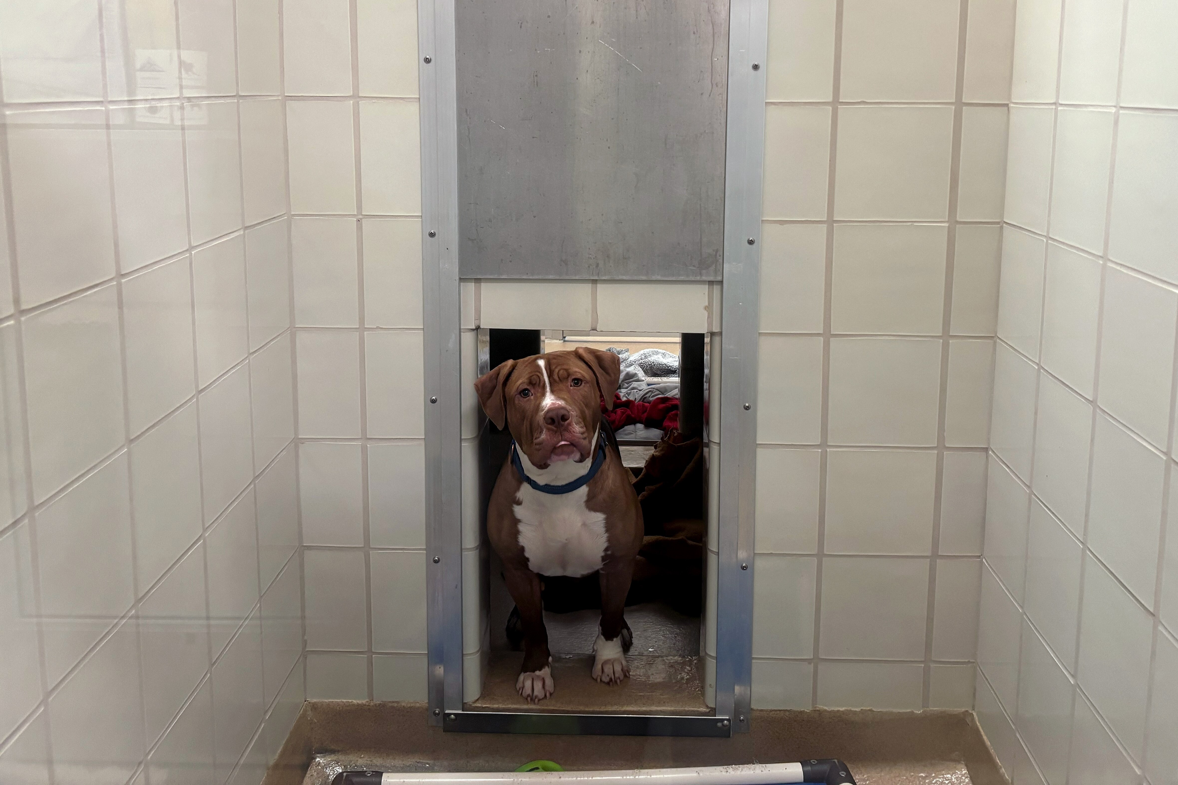 Sheikina is a stray found near Sligo Creek, pokes her head through the door in between two kennels. Her kennel exemplifies one of the smaller kennels, that can be expanded when a door is opened separating the two. When the shelter becomes dangerously overcrowded, the door must be closed to house another dog, greatly reducing the amount of space each dog has access to.