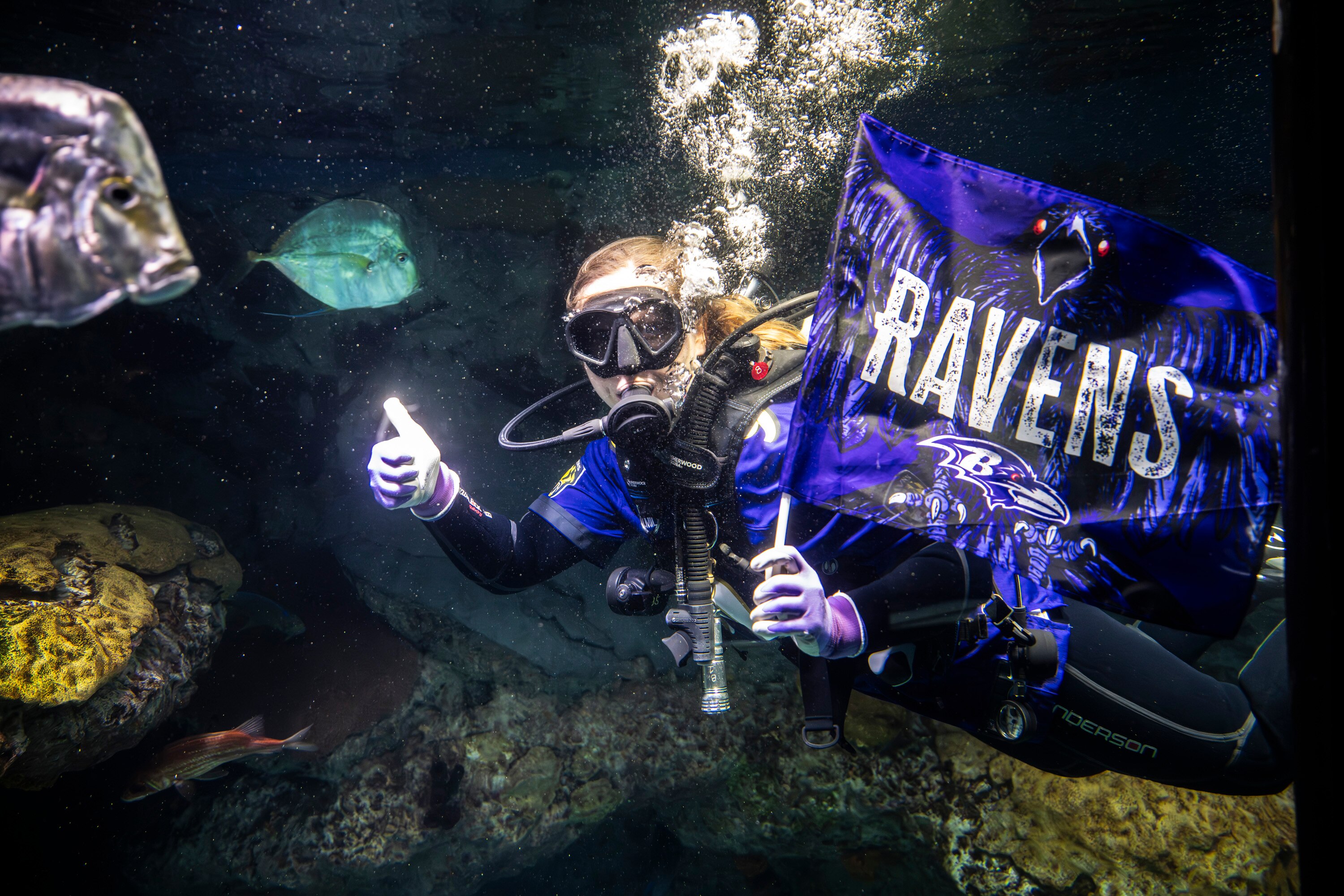 Staff and volunteer divers at the National Aquarium in Baltimore show off their Baltimore Ravens pride ahead of the AFC Championship game this weekend on January 26, 2024.