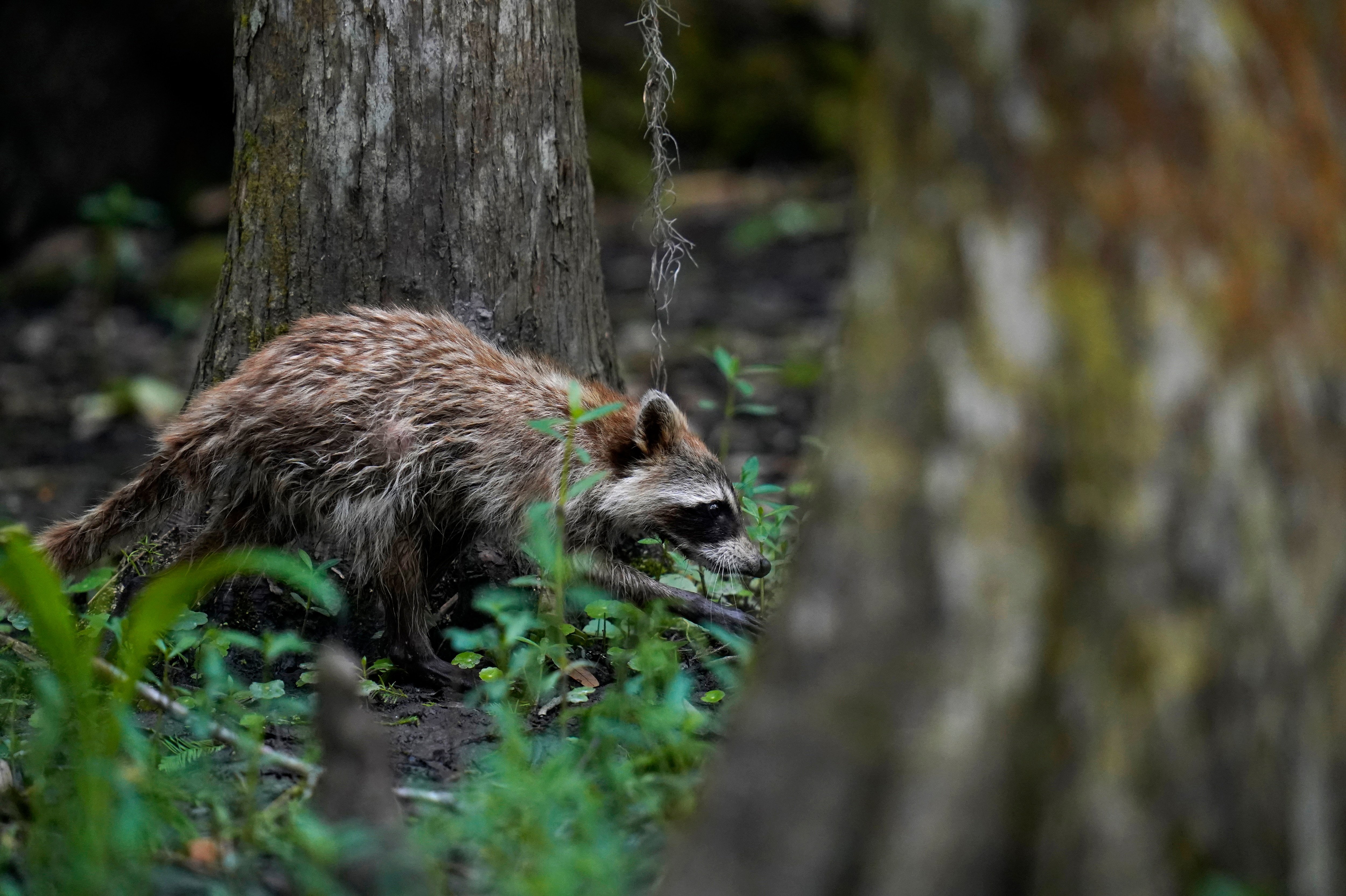 A raccoon walks through a wooded area on Avery Island, La., where Tabasco brand pepper sauce is made, Tuesday, April 27, 2021. As storms grow more violent and Louisiana loses more of its coast, the family that makes Tabasco Sauce is fighting erosion in the marshland that buffers it from hurricanes and floods. (AP Photo/Gerald Herbert)