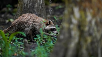 A raccoon walks through a wooded area on Avery Island, La., where Tabasco brand pepper sauce is made, Tuesday, April 27, 2021. As storms grow more violent and Louisiana loses more of its coast, the family that makes Tabasco Sauce is fighting erosion in the marshland that buffers it from hurricanes and floods. (AP Photo/Gerald Herbert)