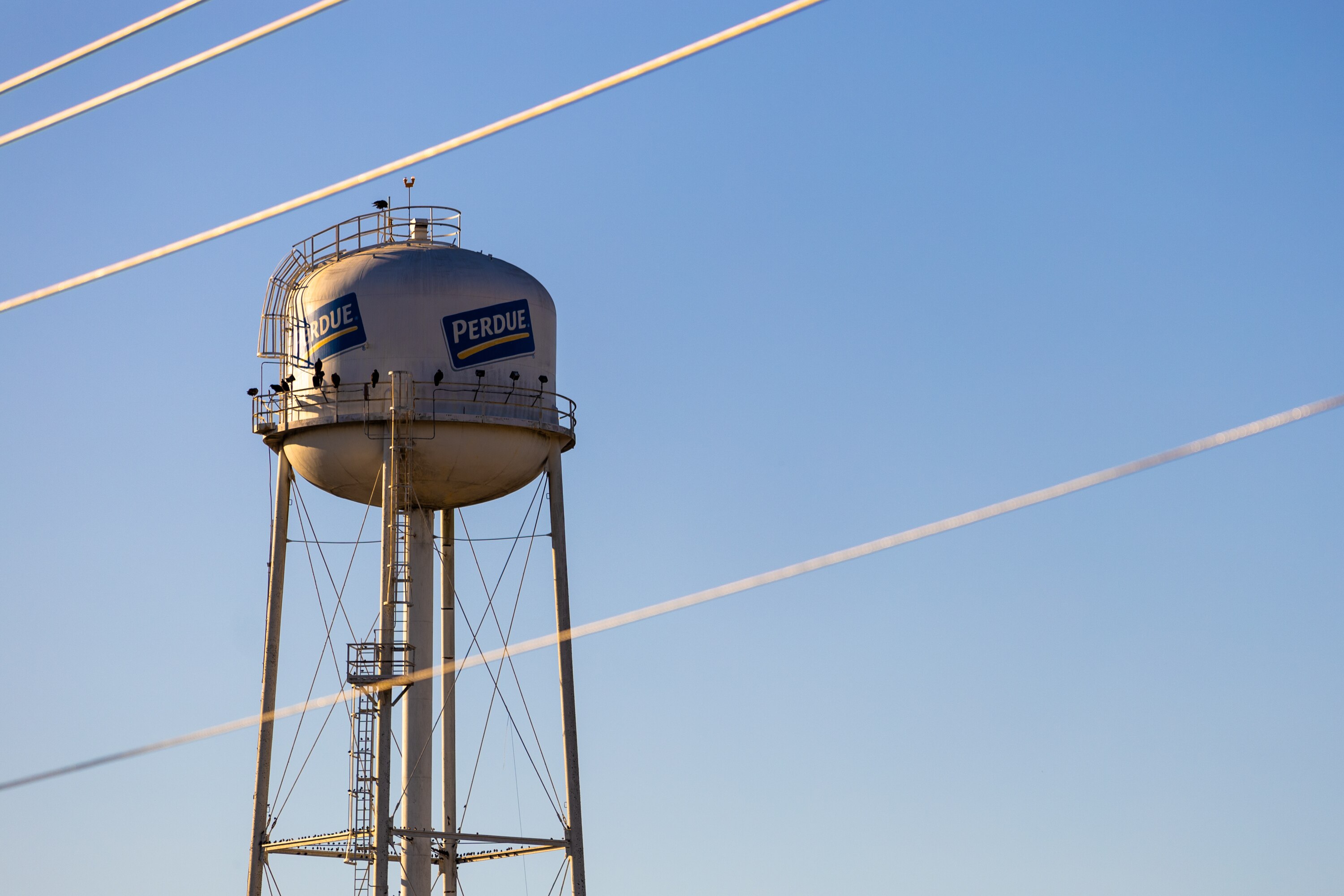 The Perde Agribusiness water tower in Salisbury.