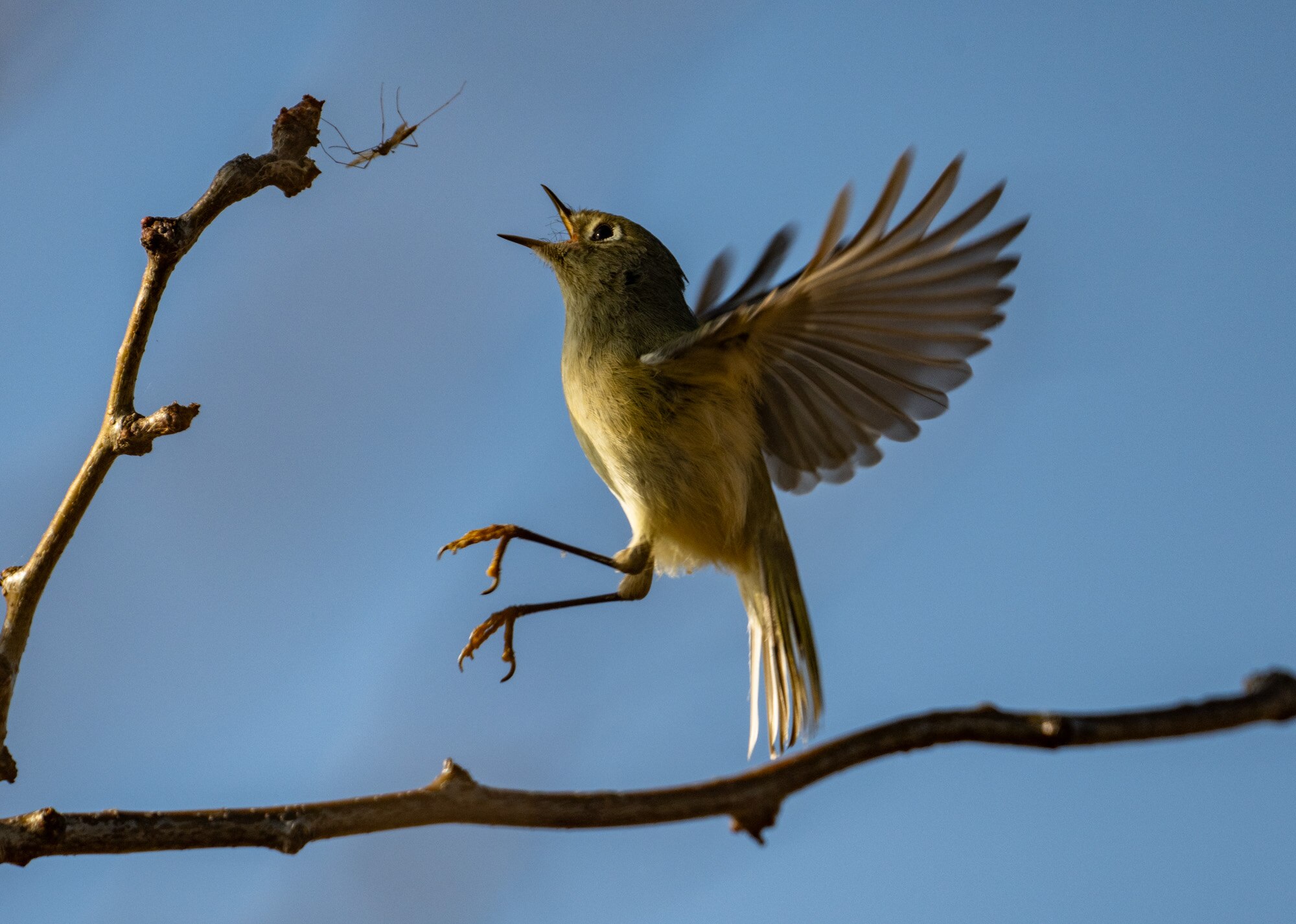 A ruby-crowned kinglet chases an insect on Hart-Miller Island. Learn more about birds in the state Monday at the Cockeysville Senior Center.