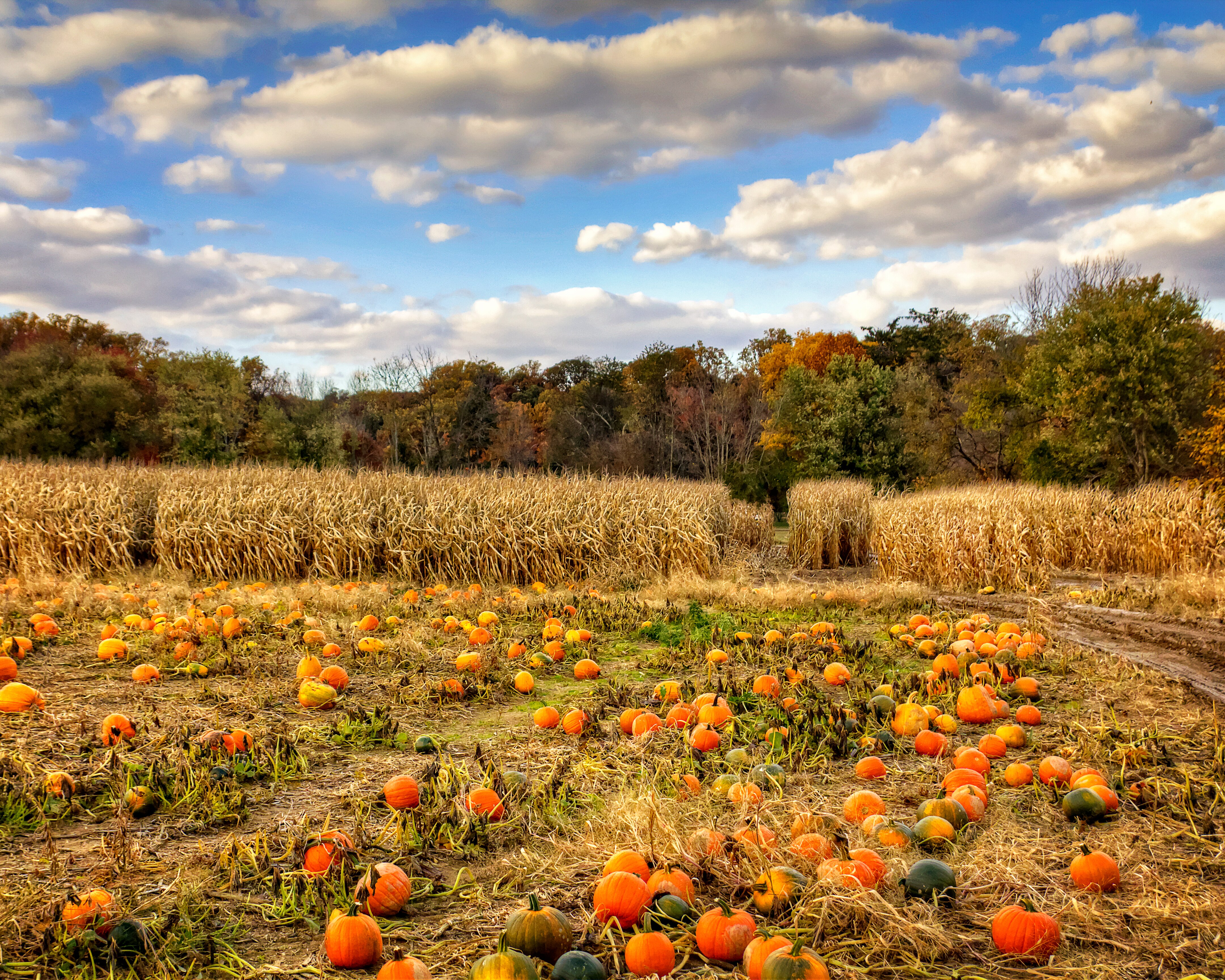 Although the pumpkin patch opened Sept. 14 and closes Nov. 3, this weekend has special events in store.