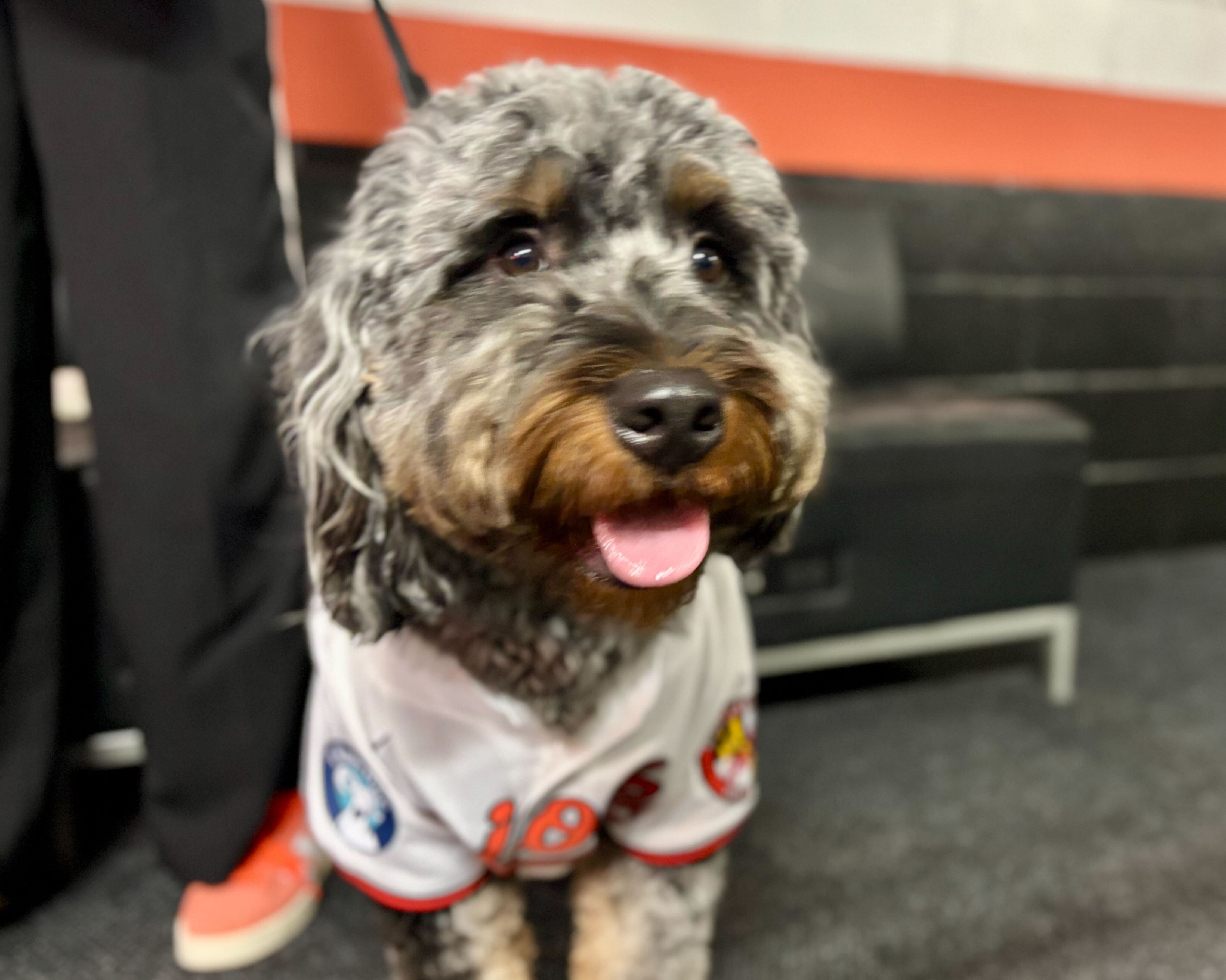 Coconut, a 1-year-old Bernedoodle, was at Bark in the Park night Wednesday to see Jackson Holliday’s grand slam. (Andy Kostka/The Baltimore Banner)