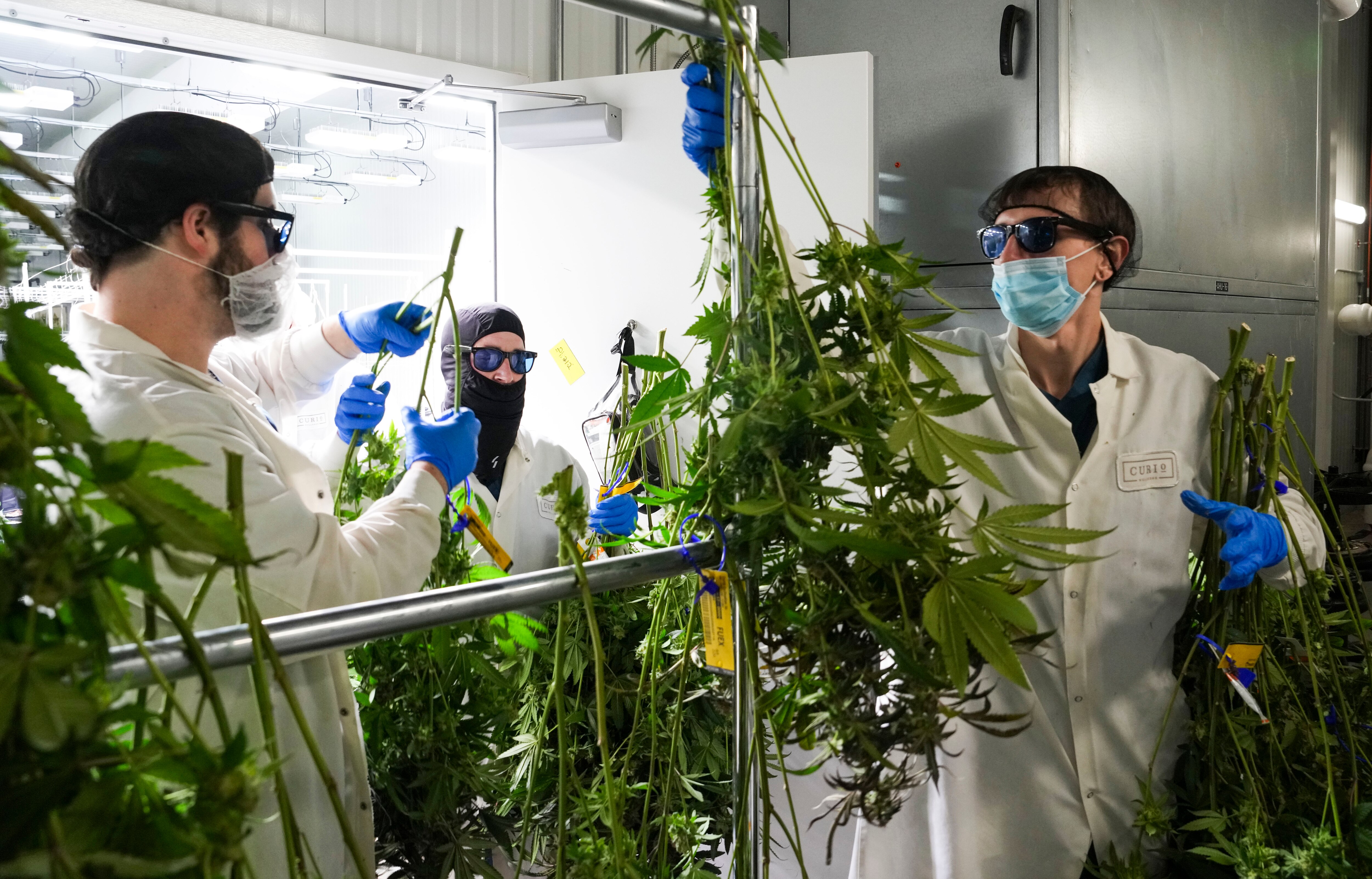 Behind the scenes at Curio Wellness