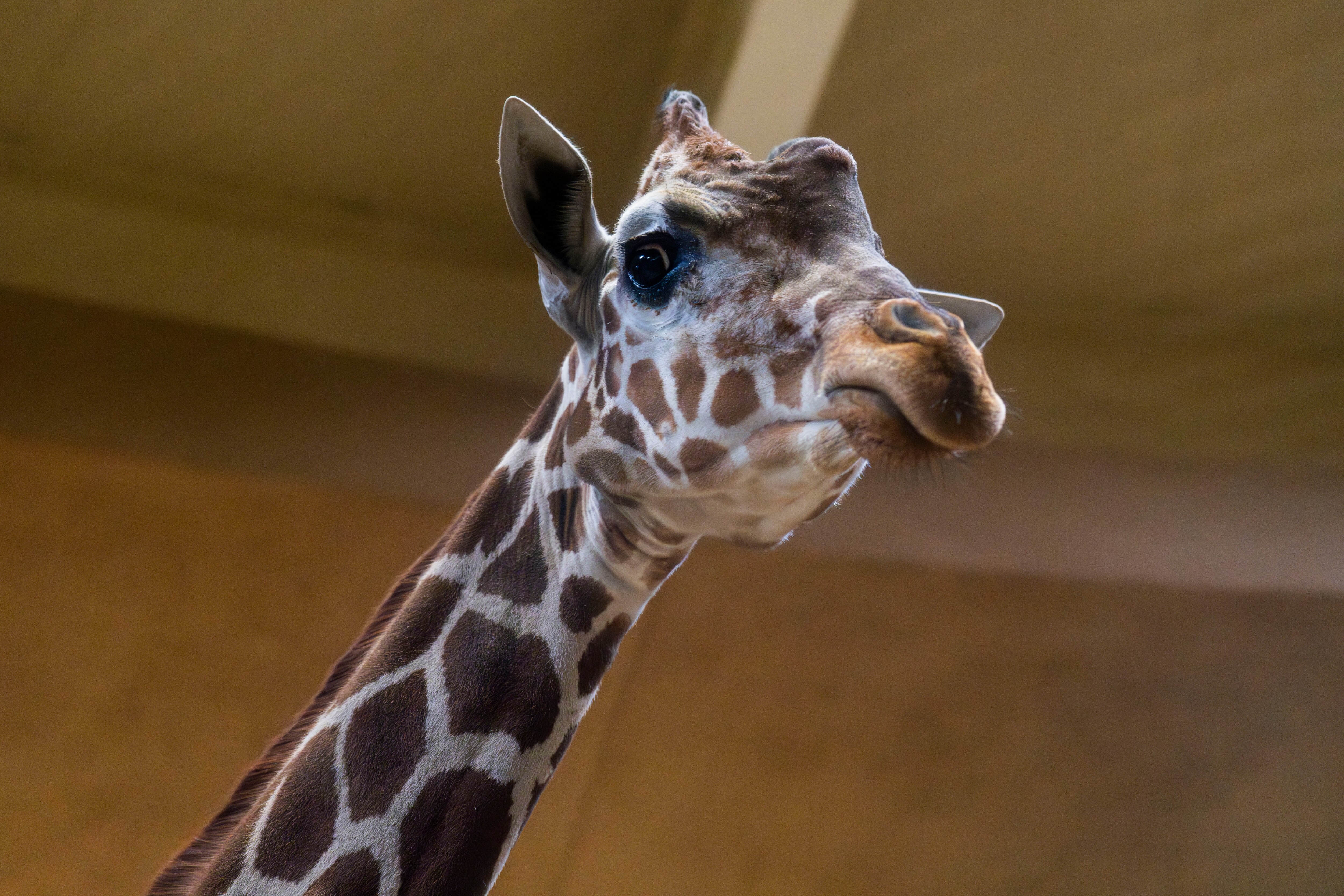 Attend Brew at the Zoo and see giraffes while you sample beverages.