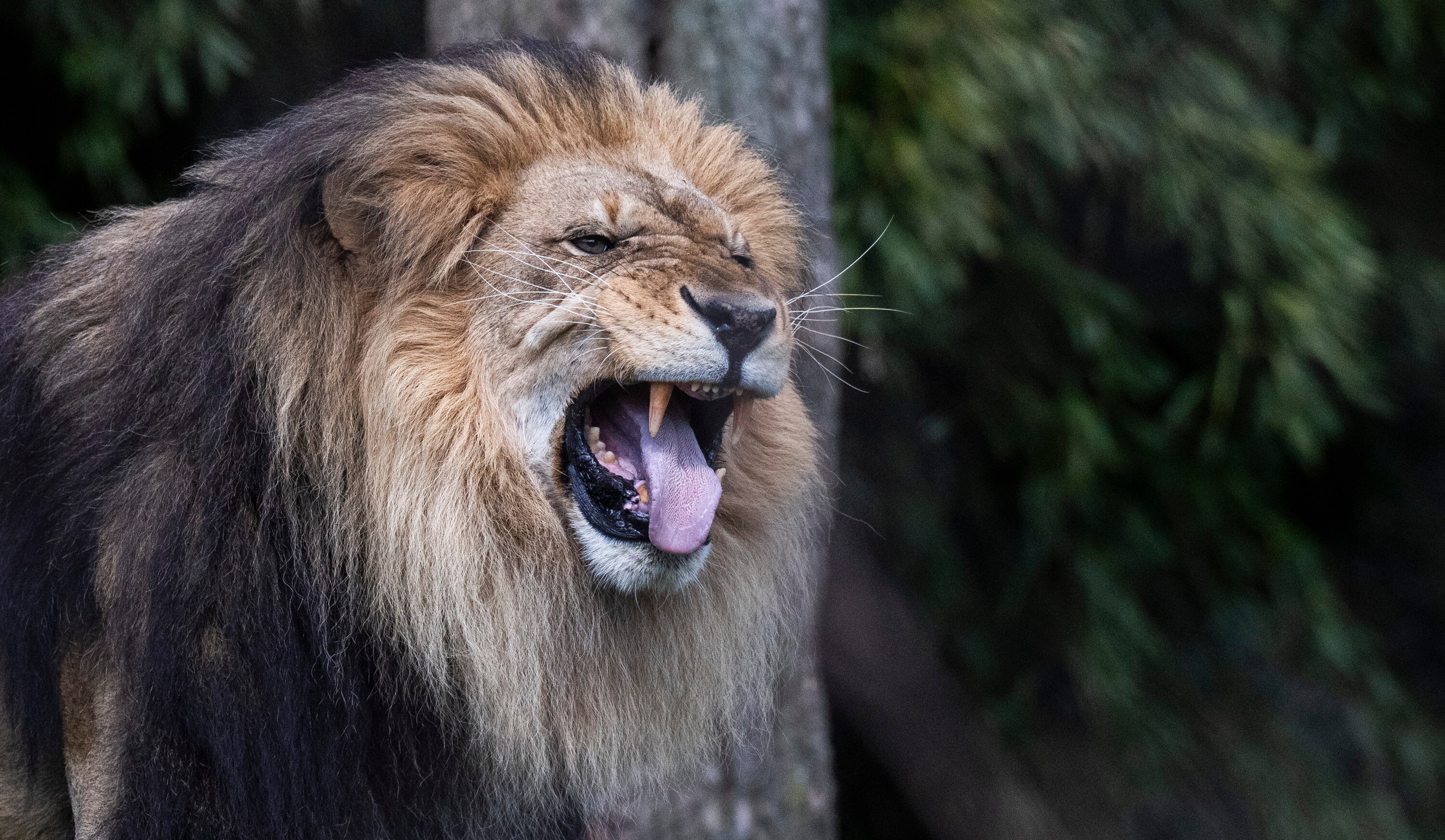 The lions at the Maryland Zoo in Baltimore began their bedtime routines once the skies started getting dark around 3 p.m. during the solar eclipse.