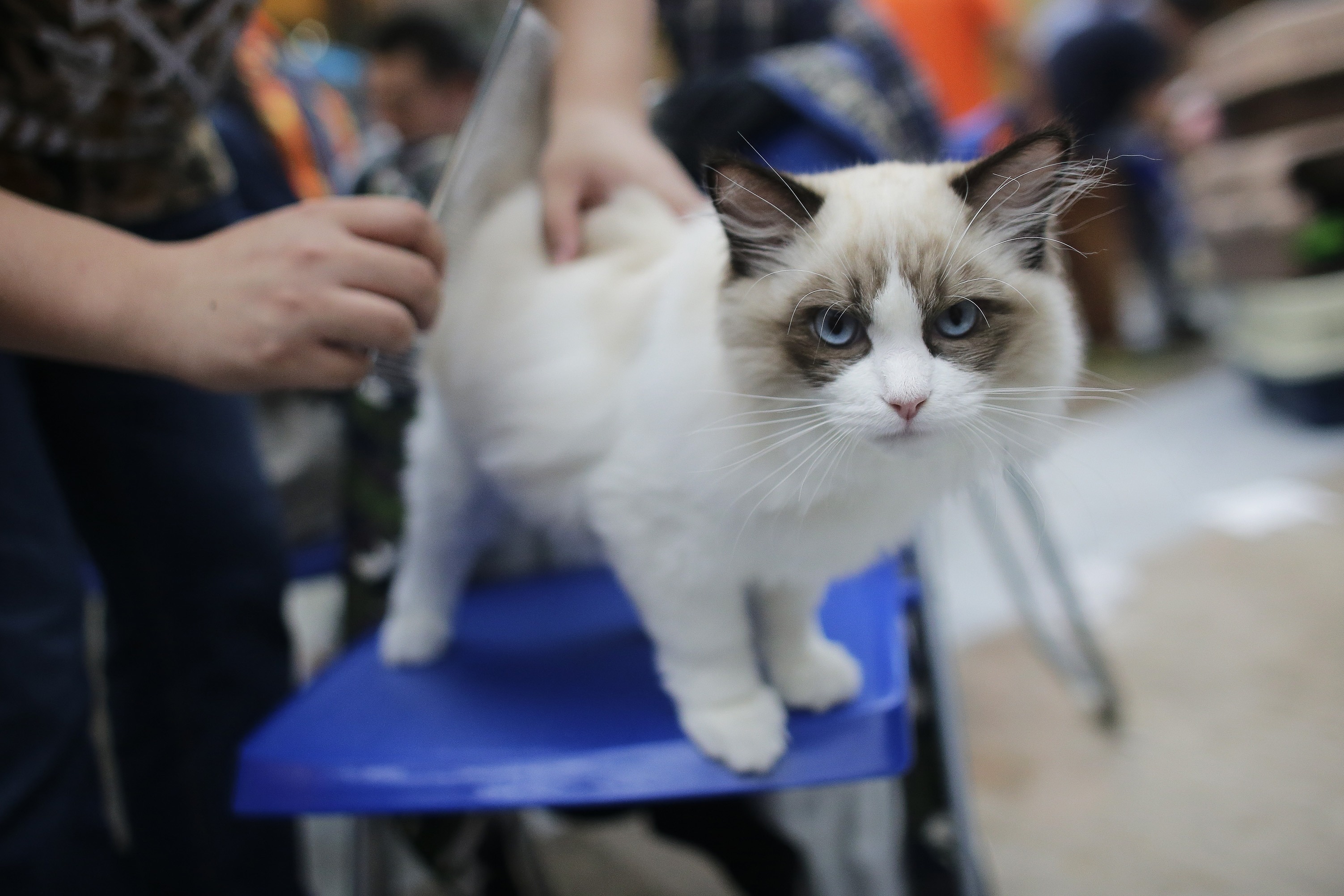 WUHAN, CHINA - OCTOBER 22:  A Ragdoll cat during the TICA international cat show at the Aoshan Shiji Plaza at the Aoshan Shiji Plaza on October 22, 2016 in Wuhan, Hubei province, China.  (Photo by Wang He/Getty Images)