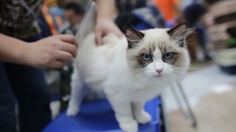 WUHAN, CHINA - OCTOBER 22: A Ragdoll cat during the TICA international cat show at the Aoshan Shiji Plaza at the Aoshan Shiji Plaza on October 22, 2016 in Wuhan, Hubei province, China. (Photo by Wang He/Getty Images)