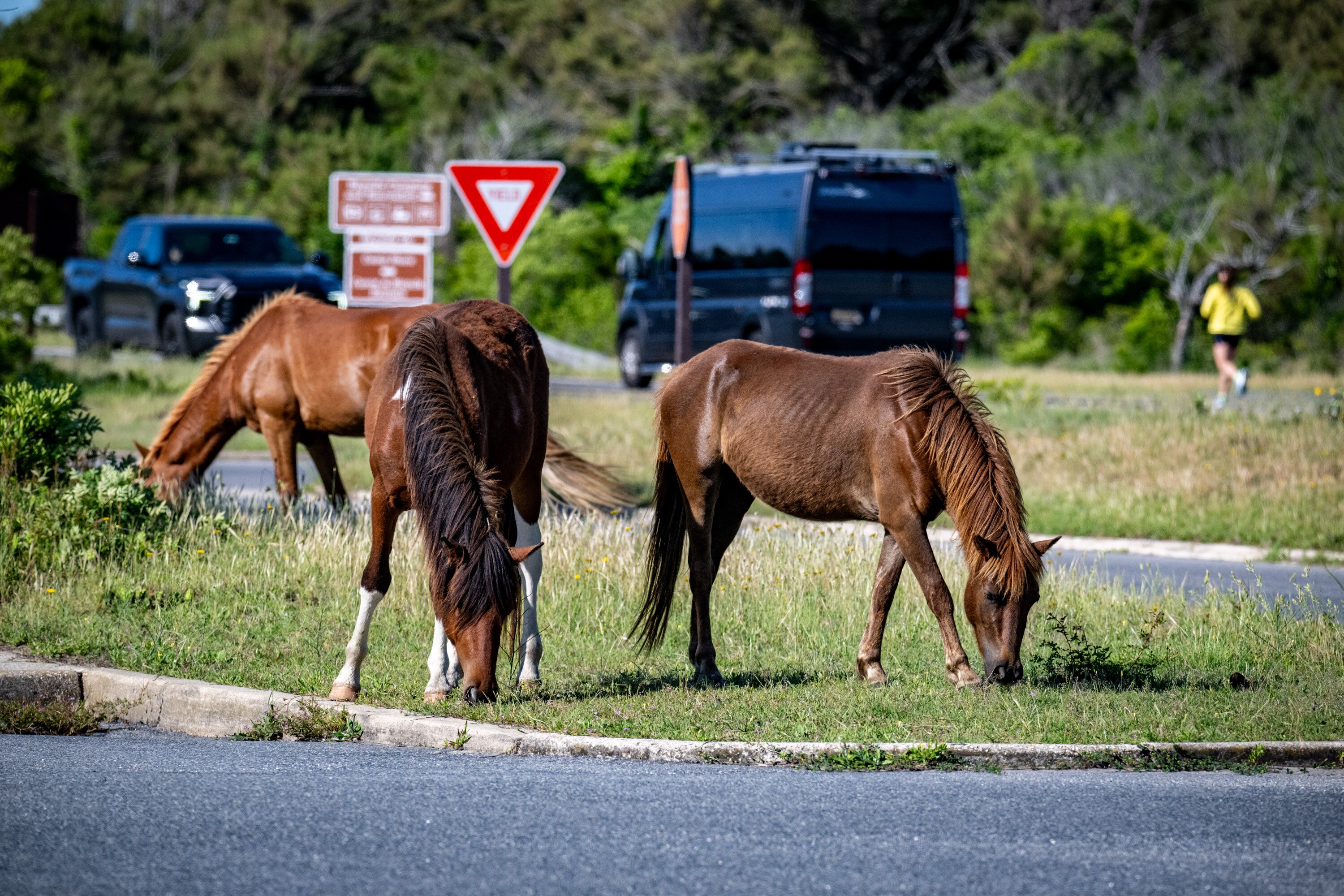 The wild horses at Assateague Island split into two main herds, according to the National Park Service, one on the Virginia side and one on the Maryland side.