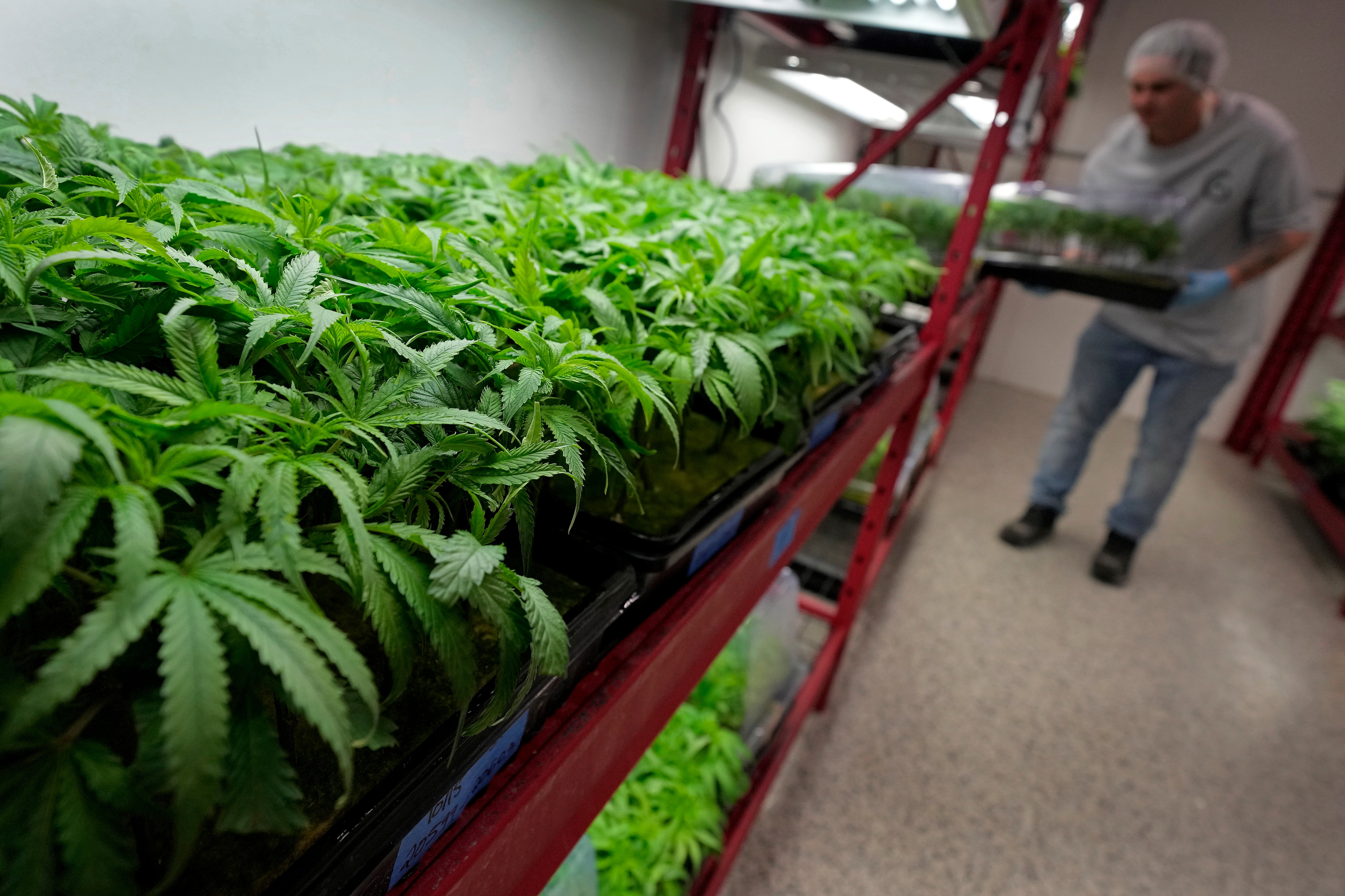 Green marijuana plants are organized on red racks. In the background a man wearing a hair net and latex gloves loads a tray of plants into another rack.
