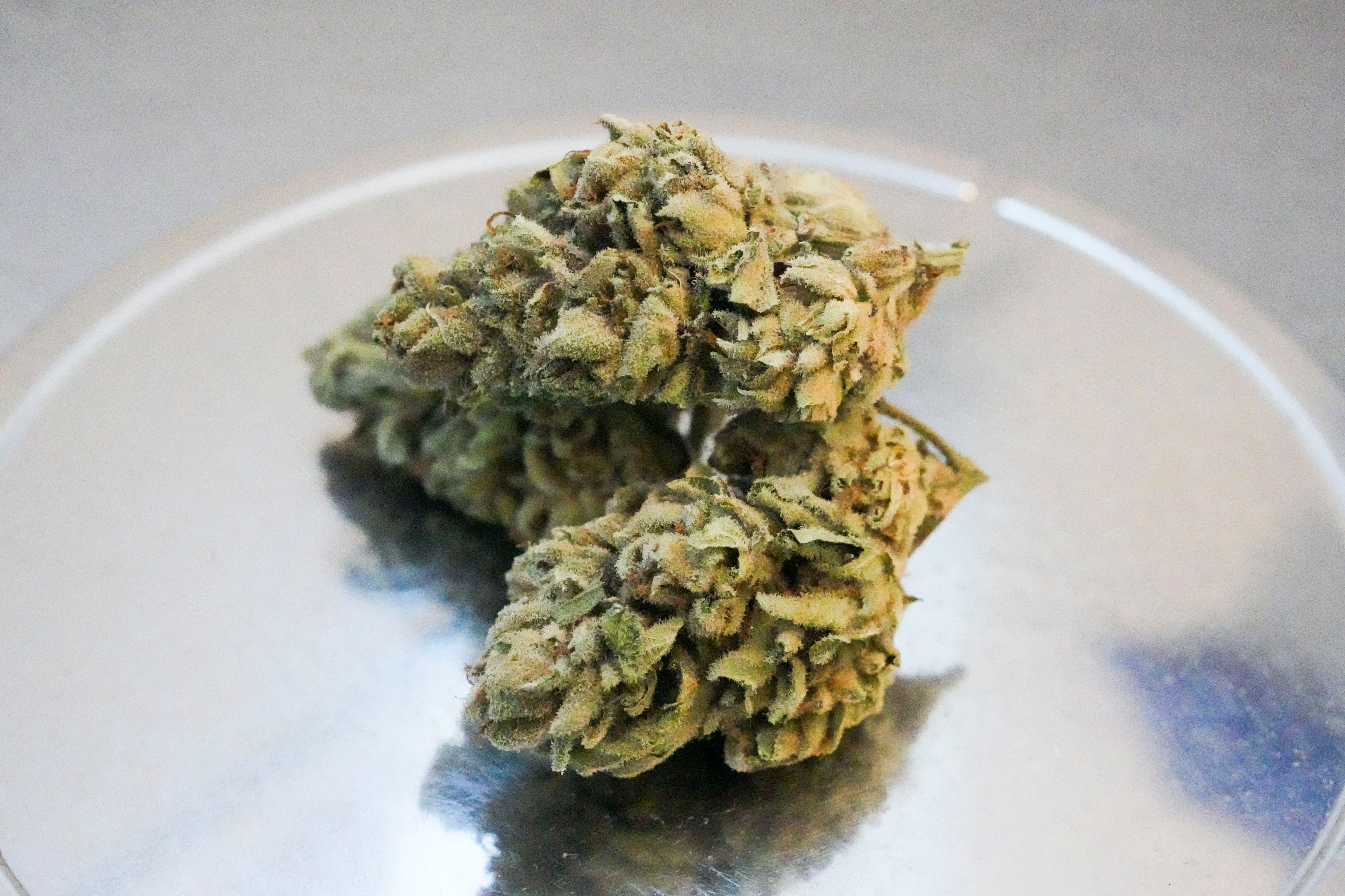 Scenes at the Herbiculture cannabis dispensary