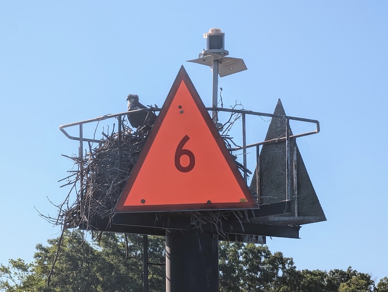 An osprey sits in its nest on a navigational marker in Fishing Creek just outside Annapolis.