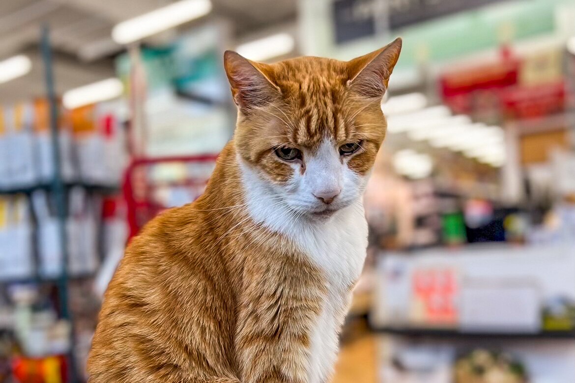 Benjamin, the beloved cat who greeted customers for years at Waverly Ace Hardware.