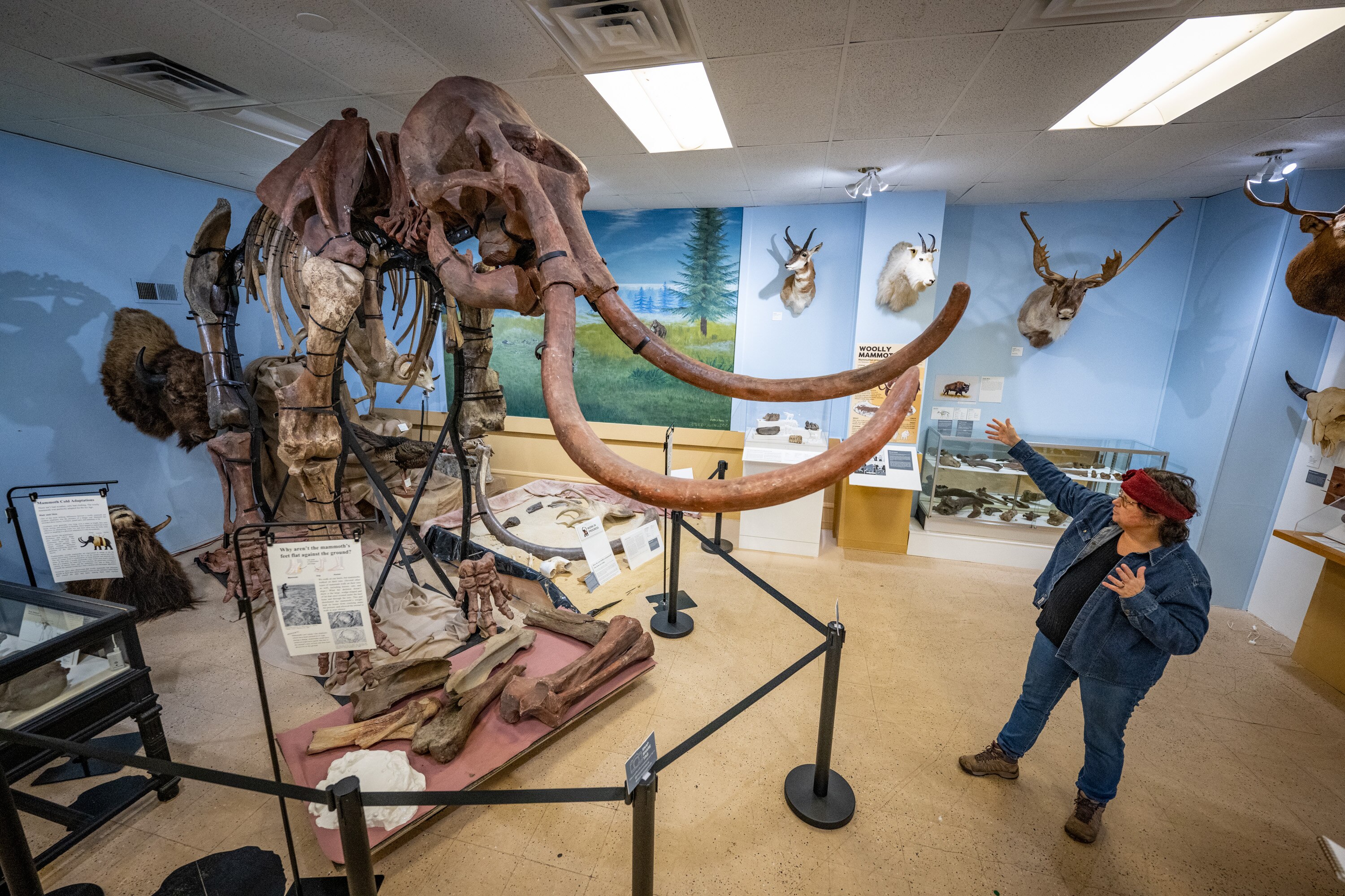 Bronwyn Mitchell-Strong, education director at the Natural History Society of Maryland, describes the process of assembling a woolly mammoth skeleton.