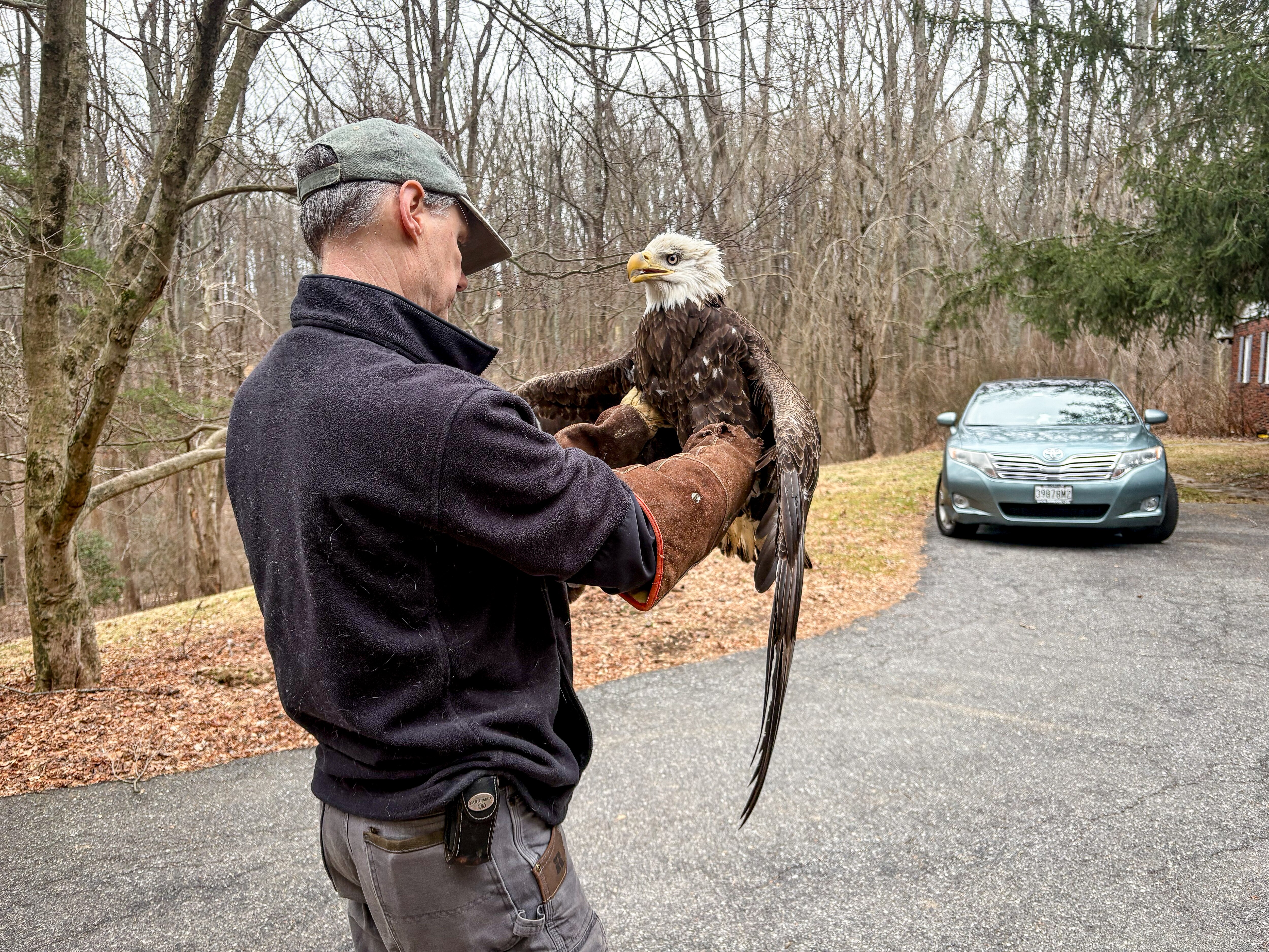 Hugh Simmons of the Phoenix Wildlife Center, checks out the eagle that I rescued on Wednesday, March 5, 2025.