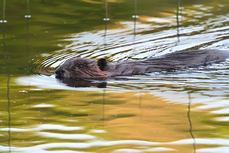 Beaver swimming in a pond in Connecticut's Northwest Hills, mid-May, with green and yellow foliage around the pond reflected in the water