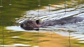 Beaver swimming in a pond in Connecticut's Northwest Hills, mid-May, with green and yellow foliage around the pond reflected in the water