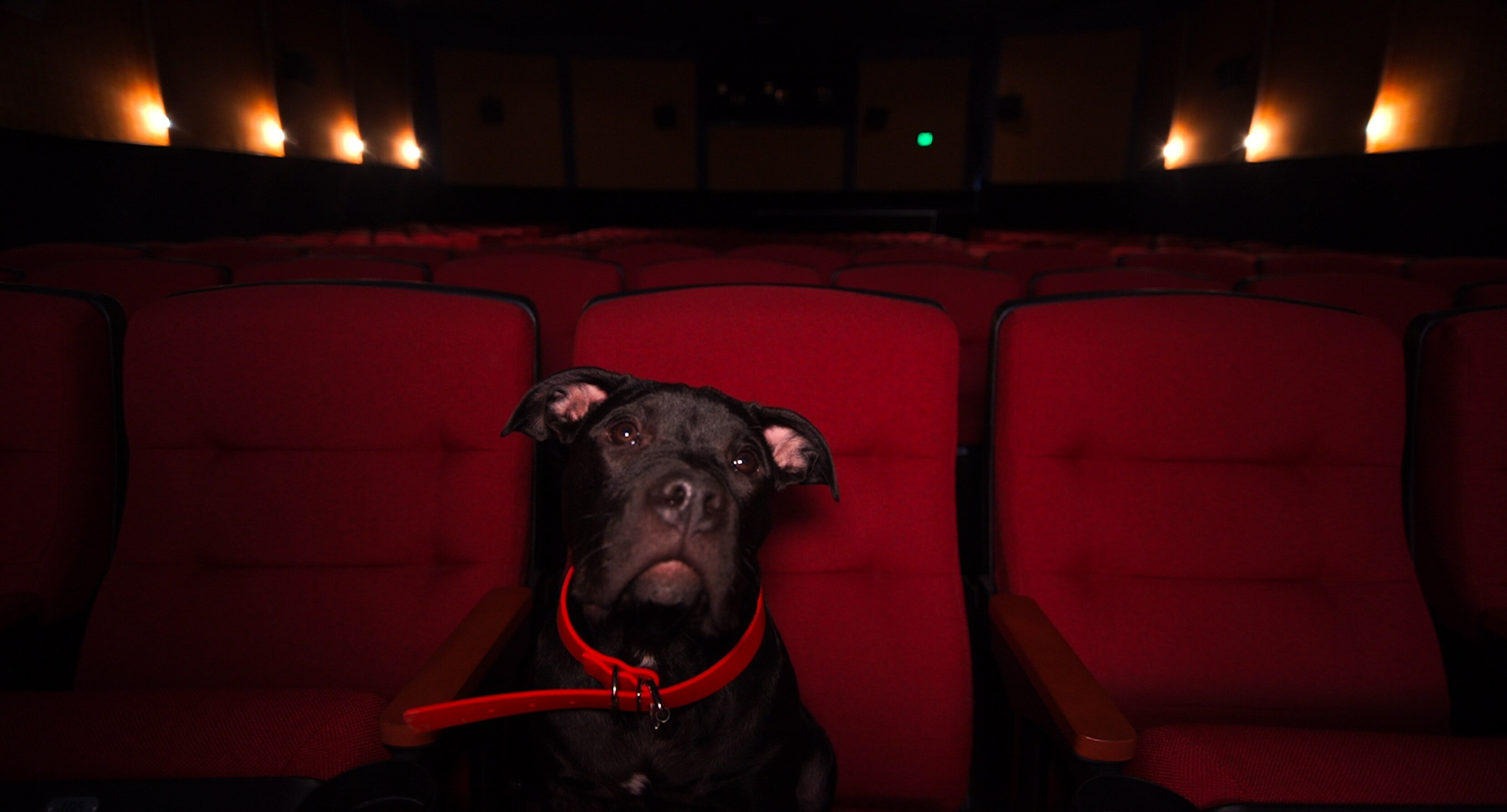 A black American Bulldog seated among movie theater seats, appears to be illuminated by the light from the movie screen.
