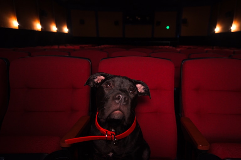 A black American Bulldog seated among movie theater seats, appears to be illuminated by the light from the movie screen.