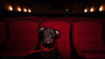 A black American Bulldog seated among movie theater seats, appears to be illuminated by the light from the movie screen.