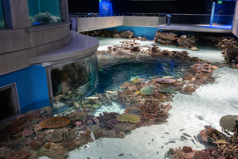 The Blue Wonders exhibit after a pump room failure led to low water levels in exhibits.