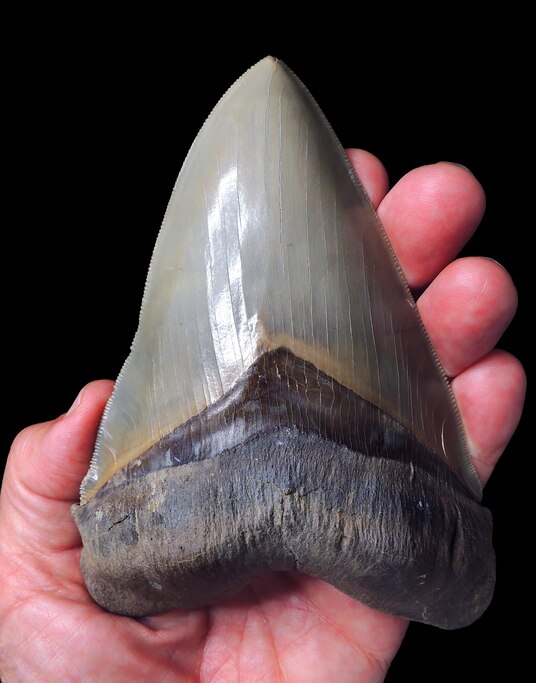Marylanders often go to Calvert Cliffs for fossil hunting. Once in a while, someone finds a megalodon tooth.