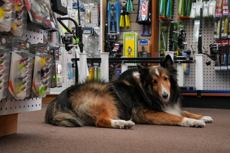 Hunter, a Tony Tochterman’s Shetland Sheepdog, rests in the middle of an aisle at Tochterman’s Fishing Tackle in the Fells Point neighborhood of Baltimore, Md., on Thursday, November 13, 2025.