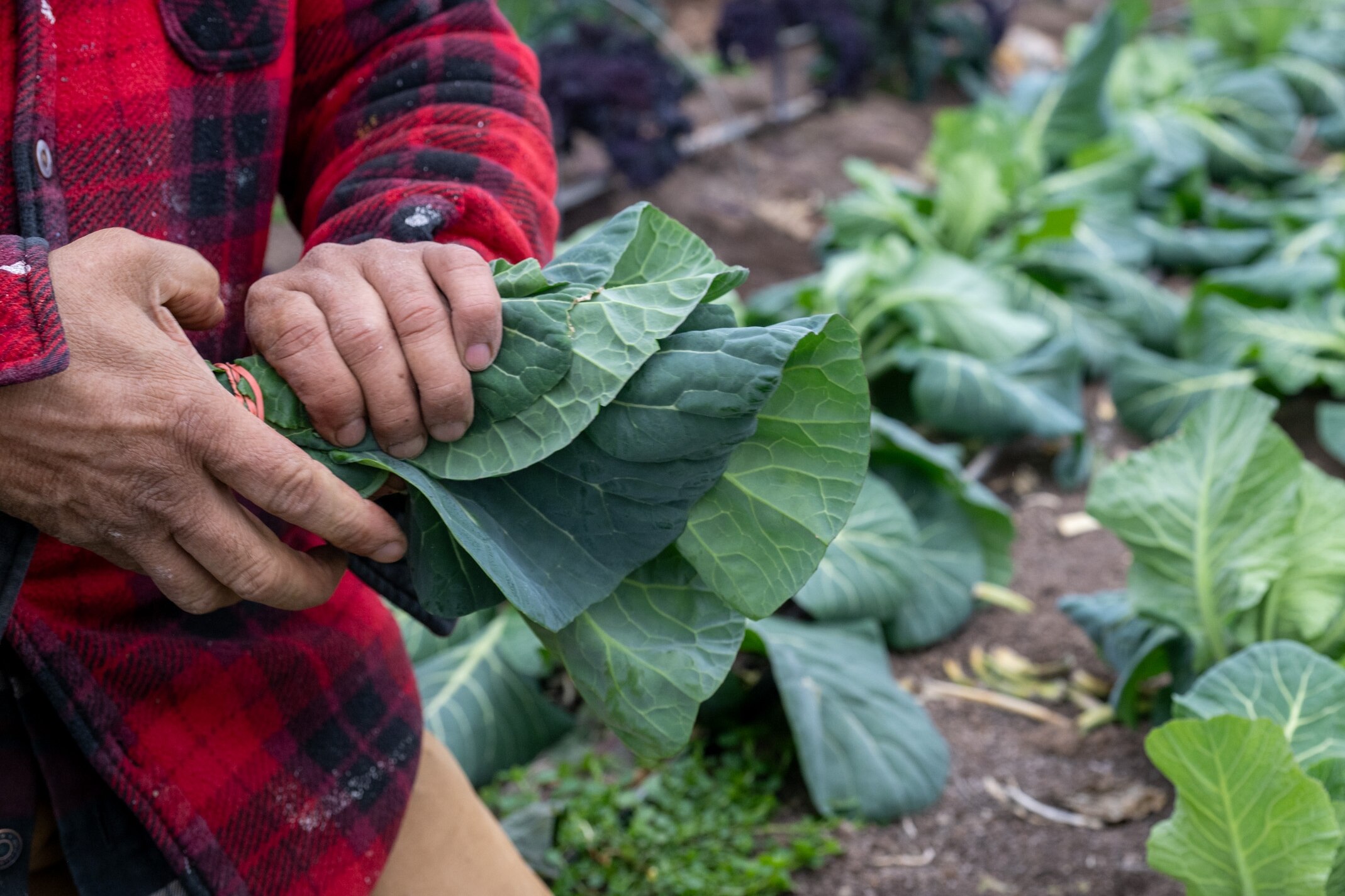 Collard greens are cut and bundled at One Acre Farm for CSA (Community Supported Agriculture) members.