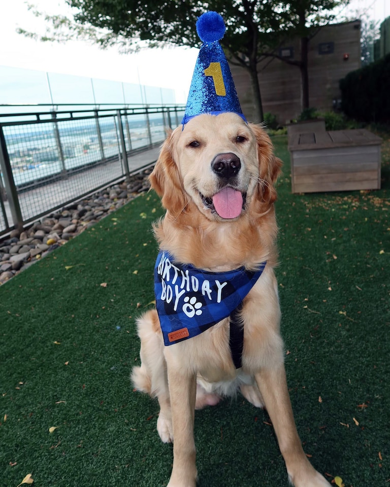 Orioles infielder Coby Mayo dressed his dog, Fin, up for his birthday. Mayo said Fin is “always going to be there for me.”