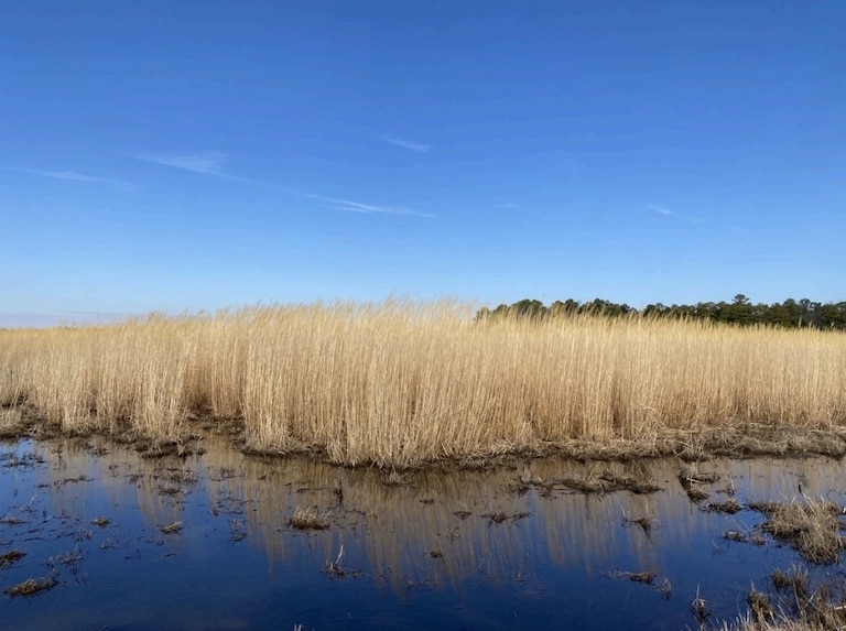 Giant miscanthus is an Asian grass being used as a crop on land that's too prone to flooding, too damaged by deer and too overworked with other crops.