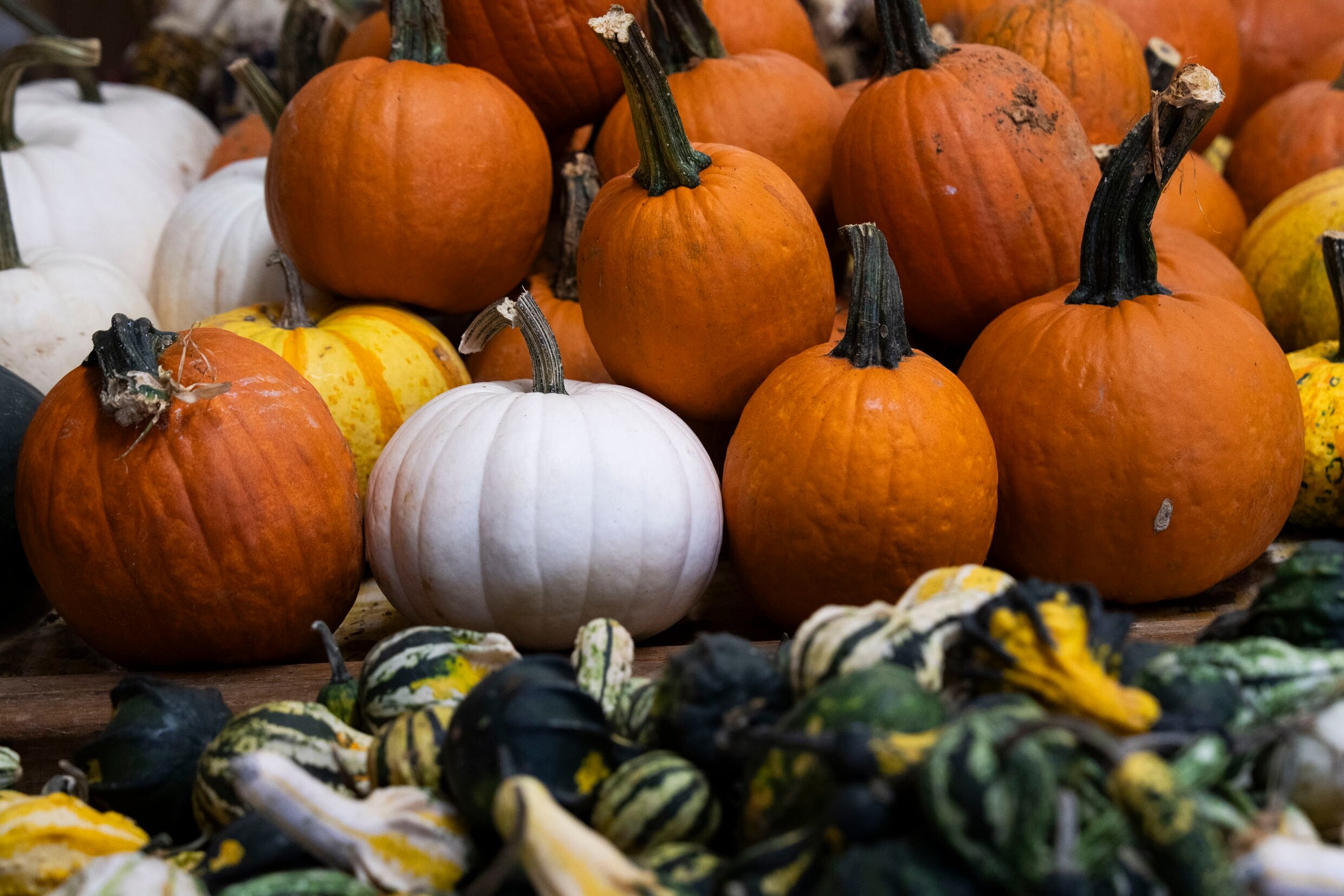 AJ’s on Hanover is bringing back its annual pumpkin-painting party on Thursday, with everything you need to decorate your own pumpkin.