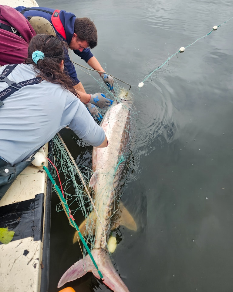 Ashlee Horne and Benjamin Staud show off Chessie, the 200 pound sturgeon they found in the Maryshope this September.
