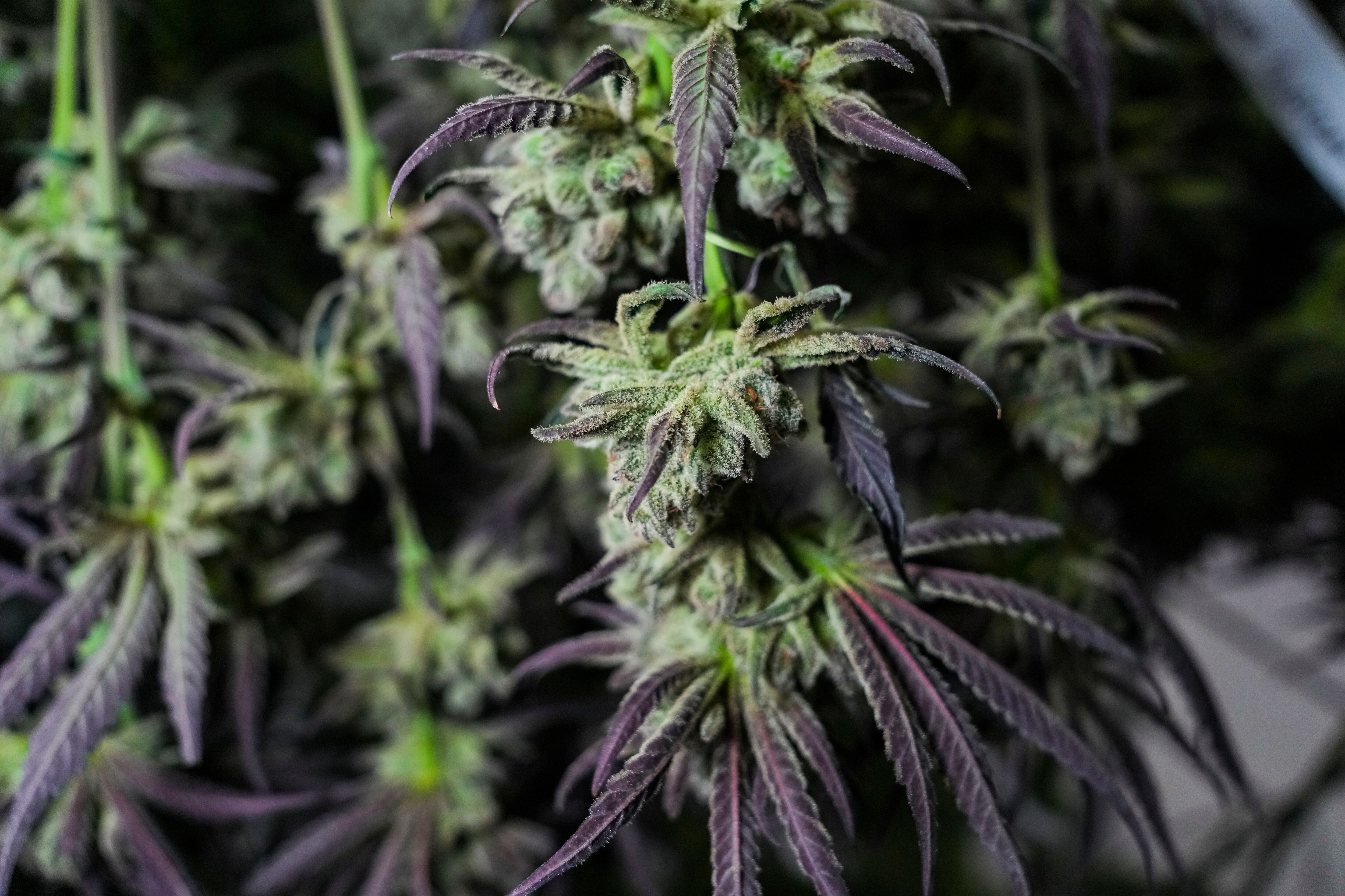 Behind the scenes at cannabis grow farm SunMed