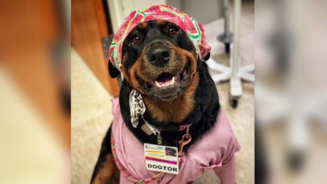 The University of Maryland Baltimore shed light on the importance of service and therapy dogs in a special ceremony Tuesday.