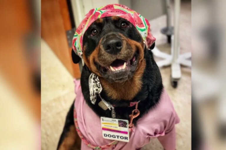 The University of Maryland Baltimore shed light on the importance of service and therapy dogs in a special ceremony Tuesday.
