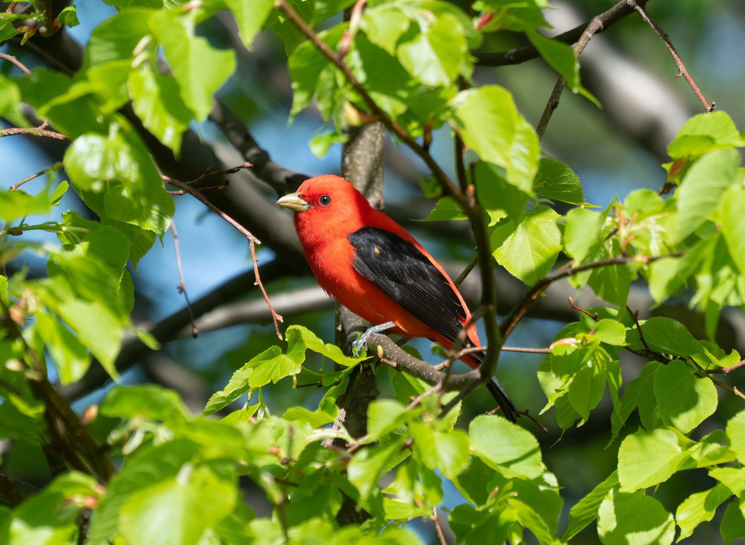A scarlet tanager.