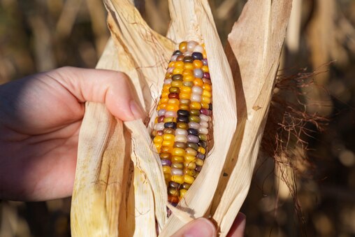 Brittany Rogers, manager of school programs, shucks a piece of corn from inside the Three Sisters Garden at the Irvine Nature Center’s Native American Educational Site in Owings Mills, Md., on Thursday, November 13, 2025. The Center will host a free Indigenous Peoples Celebration on Sunday, November 23.