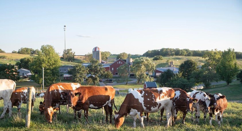 Cows graze at Palmyra Farm in Hagerstown, Maryland.