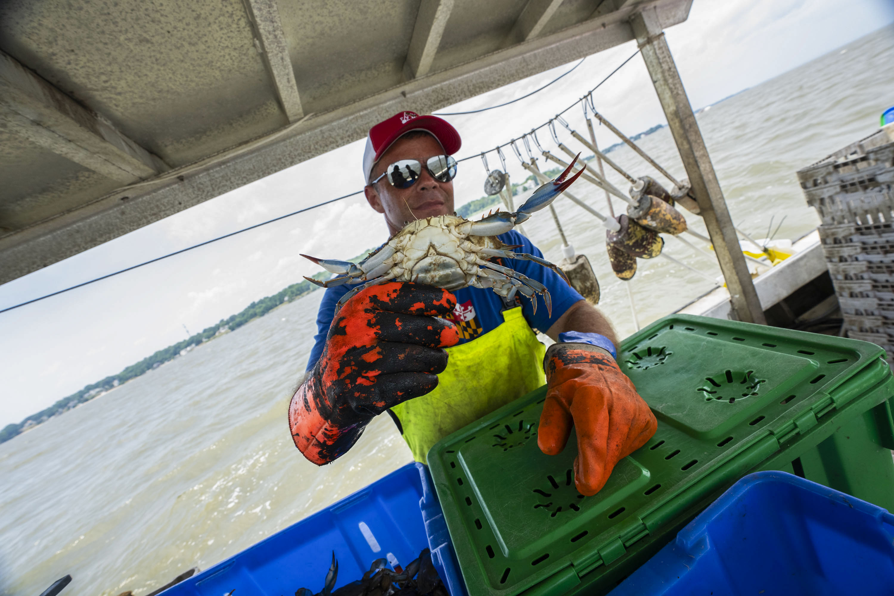 Crabber CJ Canby sorts crabs harvested from the Chesapeake Bay.