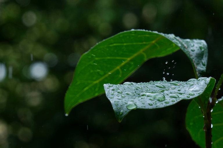 A summer rainstorm drenches leaves after a week long heatwave took over Baltimore City.