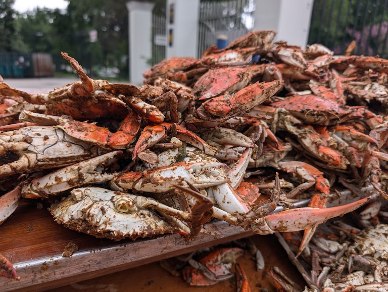 A pile of steamed crabs awaits pickers at the Annapolis Rotary Crab Feast on Aug. 7, 2026. The charity event draws a thousand eaters every year to the Navy-Marine Corps Memorial Stadium in Annapolis.