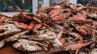 A pile of steamed crabs awaits pickers at the Annapolis Rotary Crab Feast on Aug. 7, 2026. The charity event draws a thousand eaters every year to the Navy-Marine Corps Memorial Stadium in Annapolis.