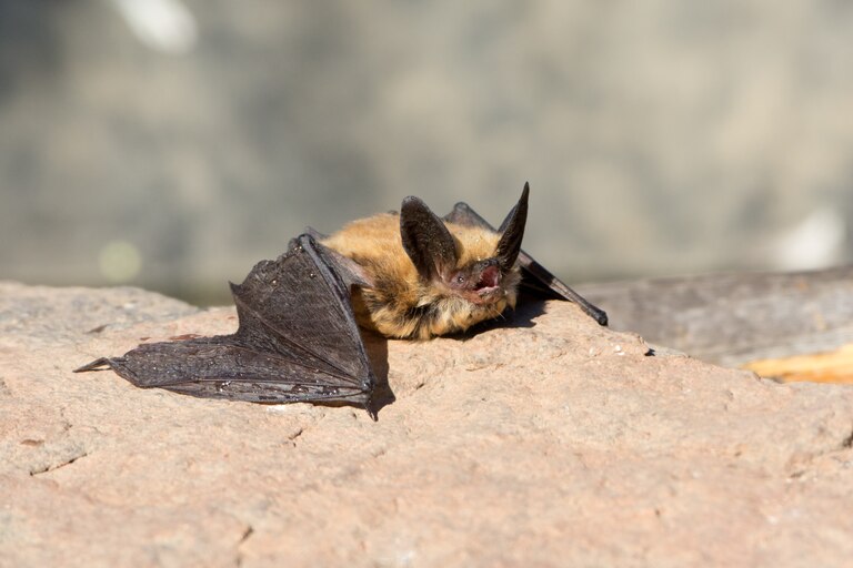 A Townsend's Big Earred bat resting on a rock, Oregon, USA.
