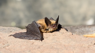 A Townsend's Big Earred bat resting on a rock, Oregon, USA.